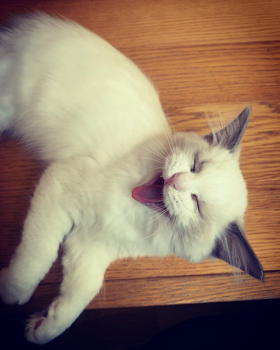 sounova's tweet photo. Celý tým @adlivecz Vám přeje krásný a úspěšný týden s úsměvem na tváři, stejně jako naše Apolenka @ragdoll_eulalie 😻😸

#krasnytyden #adlive #adlivecz #adlivemarketing #ragdoll #ragdollkitten #ragdolleulalie https://t.co/PUJ9B4IZ56