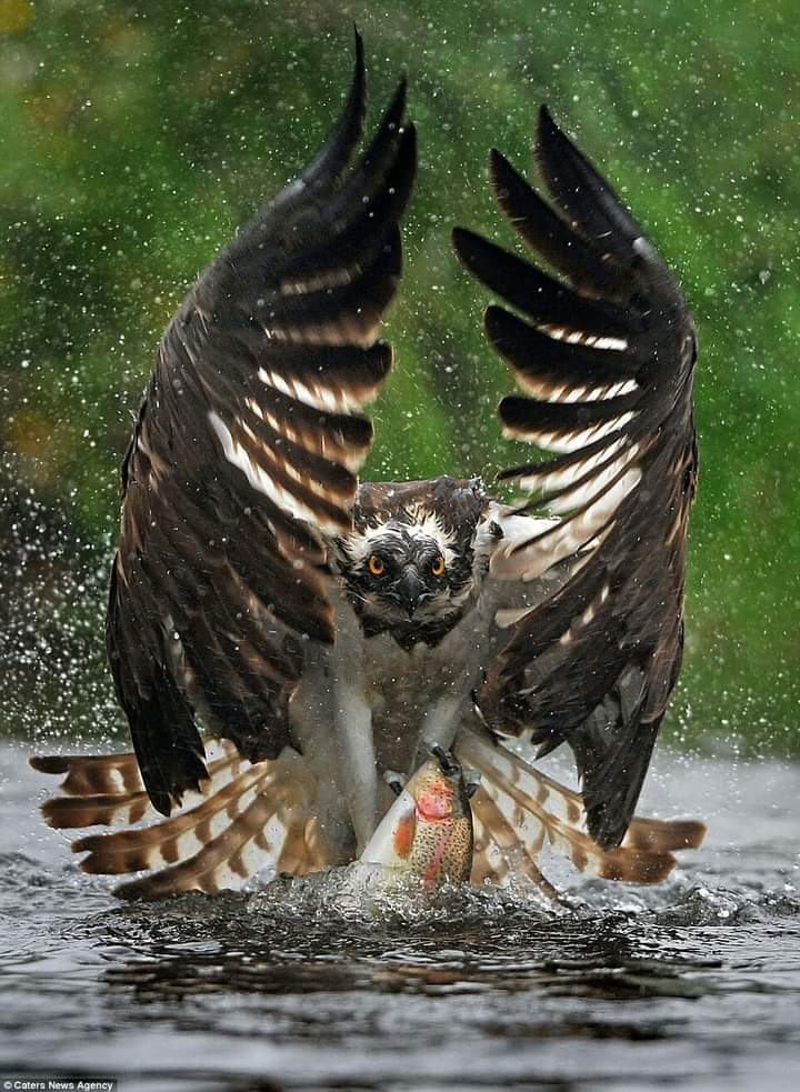 Krystyn31197823's tweet photo. Amazing Shot 👌💯

📷  Bill Doherty https://t.co/QSF3kNGZ9O