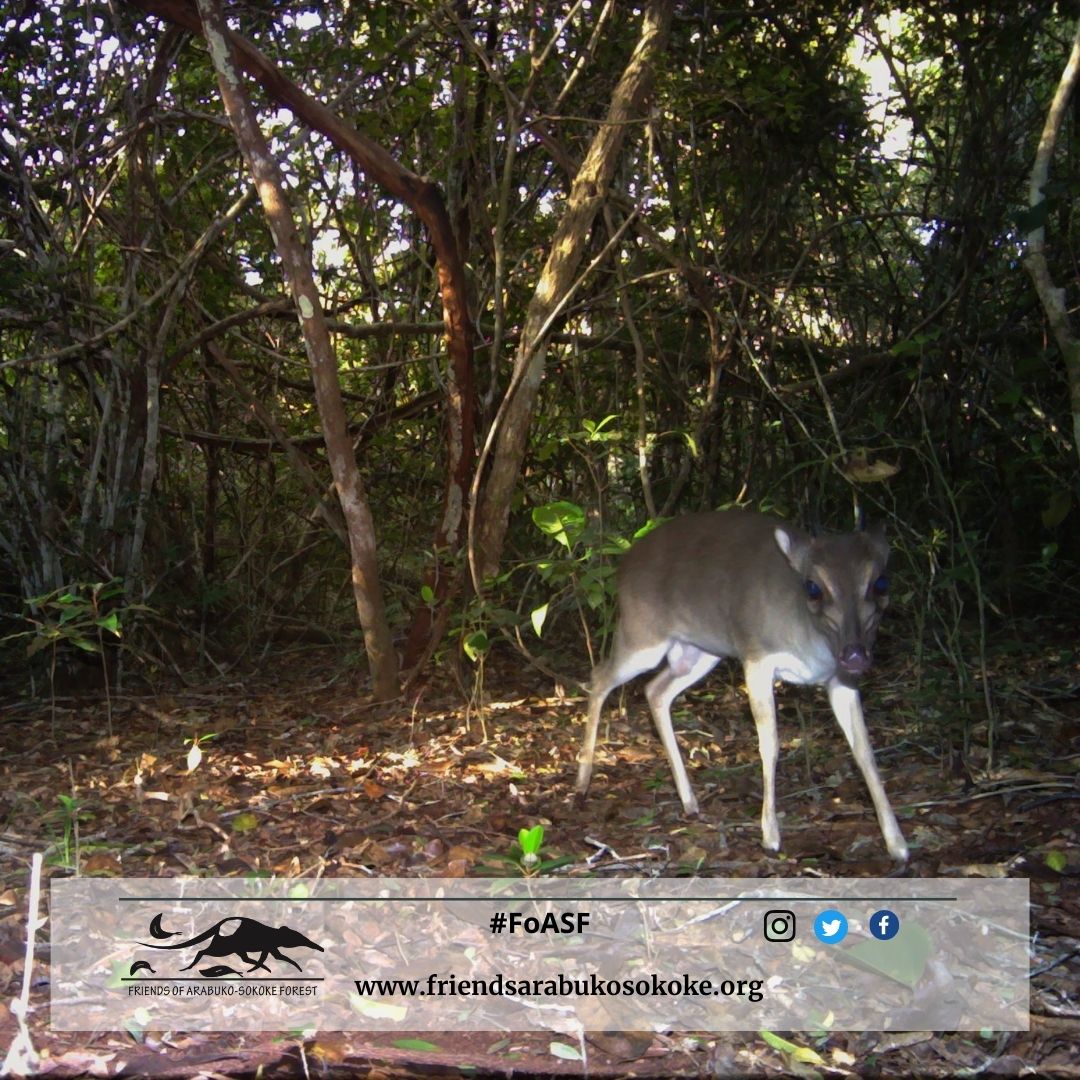 ArabukoSokoke's tweet photo. Meet the second #species of duiker found in #Arabukosokokeforest. They are quite #vocal producing catlike meows when threatened, whistles and bird like shirps when #curious.
#conservation #forest #foasf #Antelope https://t.co/TjnEvxCtcf
