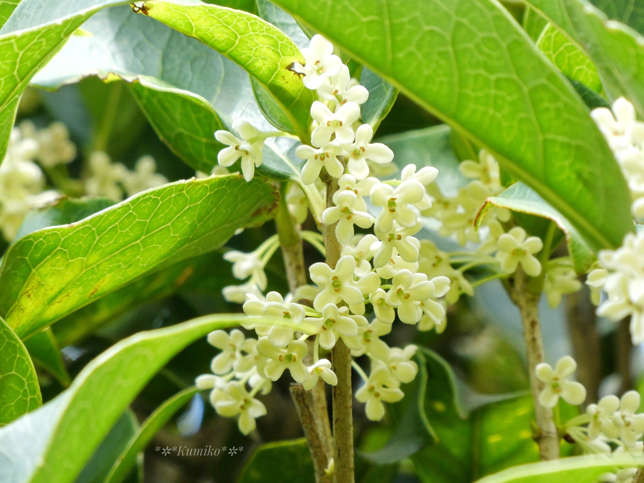 Osmanthus Fragrans Twitter Search Twitter