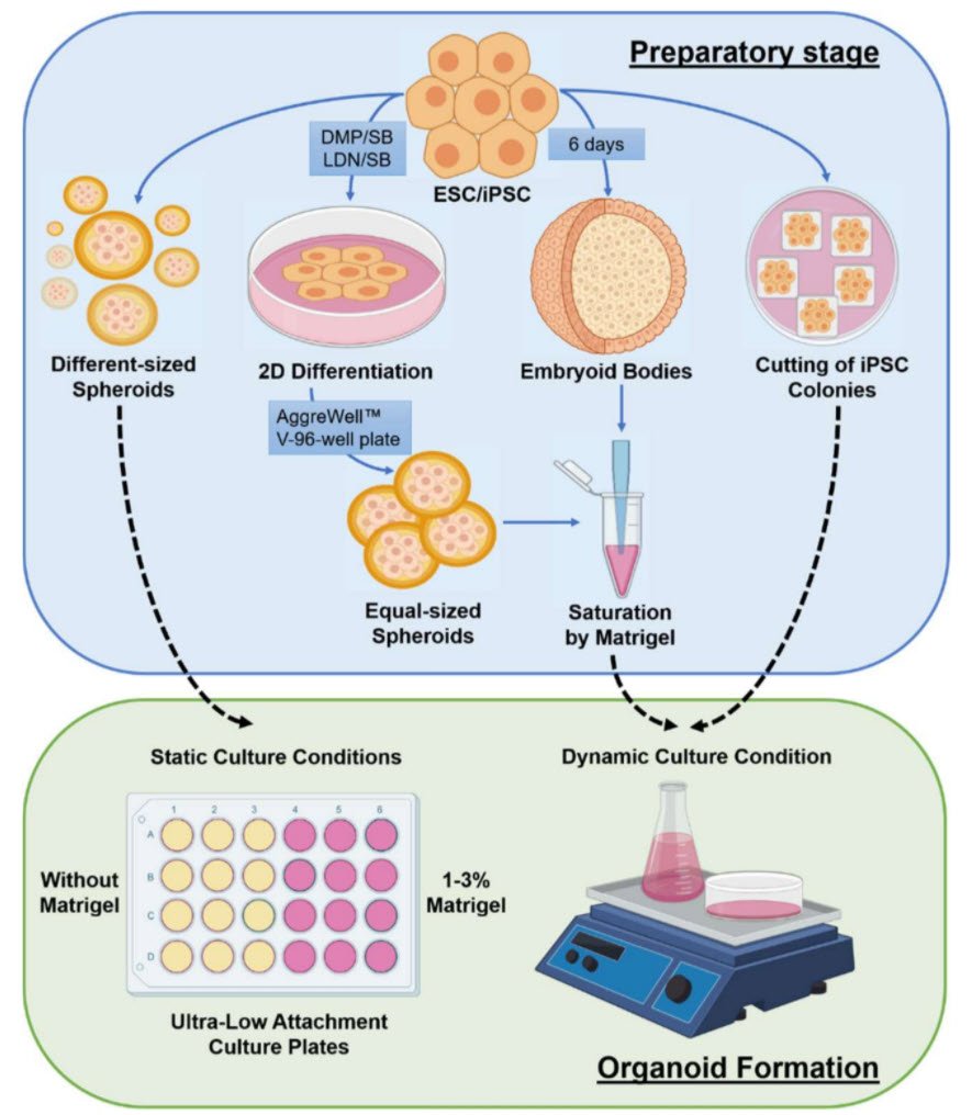🧐MolecularCloud Article - Cerebral Organoids Provide a Platform to Screen Alzheimer’s Drugs
molecularcloud.org/p/1131?src=sha…