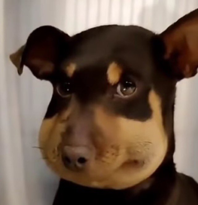 reactions-on-twitter-dog-that-was-stung-in-the-mouth-by-a-bee-looking