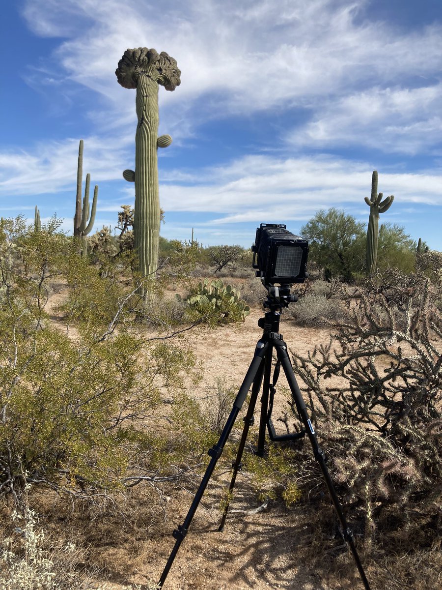 nbg90455's tweet photo. First outing with my #ArcaSwiss in a long time. Paid a visit to a special cactus. #Arizona #filmisnotdead https://t.co/EWLENn5Noz