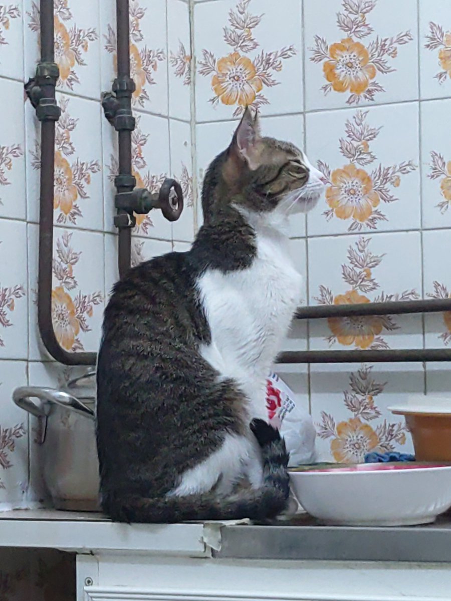 LordMeow4's tweet photo. Meowditate always...life is beautiful...toona an salmon...
#cat #catsofinstagram #catlife #catlovers #catstagram #cats🐱 #dailyfluff #meow #instacat #adventurecats #dailycat #meowed #felinefriends #adoptdontshop #expatsindoha #happycatclub #catphotographylovers #petsofinstagram https://t.co/WhiLnG7t6k