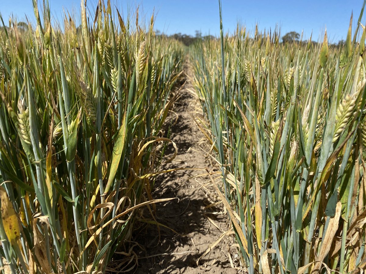 Barley between Lalbert and Culgoa just pushed out a head. 20% est lost to frost. Still 1.8t\ha est