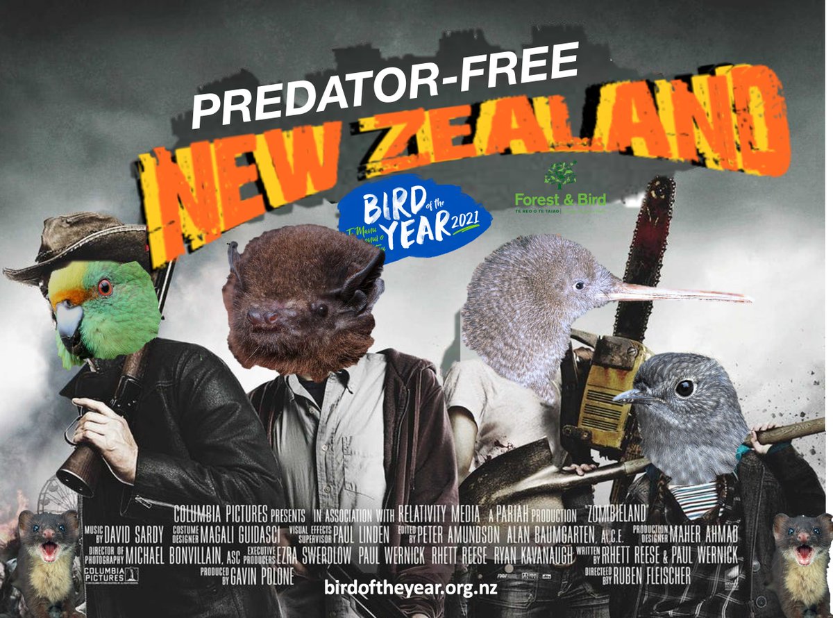 OceaniaParrots's tweet photo. Keet! keet! This year's @Forest_and_Bird #BirdoftheYear  competition, make sure to double tap 😜 the "vote" button for #votekakariki #votepekapeka #votekiwi #voterobin @kiwi_vote @NZBatman @NzrobinT Help us conserve these beauties
vote here:  https://t.co/f03BFLl0Z8 https://t.co/rj8EcpKoY2