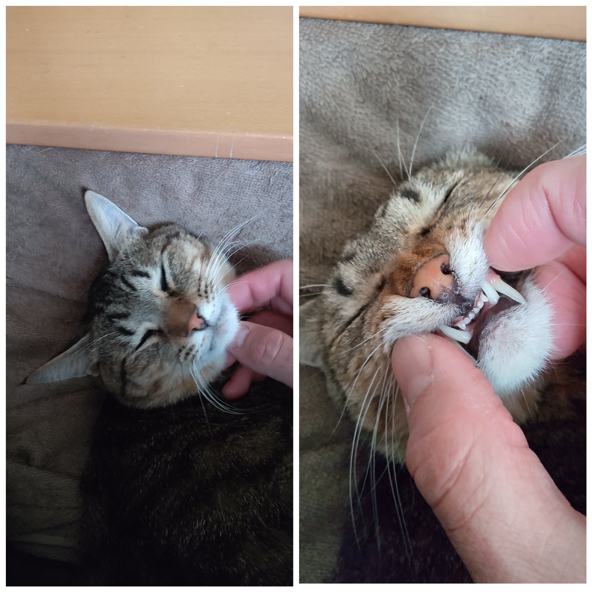 猫の前歯 Twitter Search Twitter