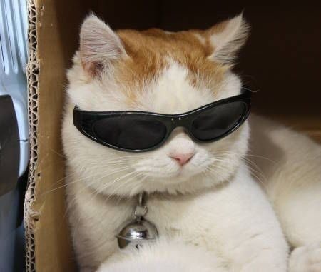 apolohidalgo12's tweet photo. @lana_add_ @deyreamx @AshleyyWesley JAJAJAJJA a mi tampoco pero estos gatos están cool 
-a https://t.co/oZEkzFUIae