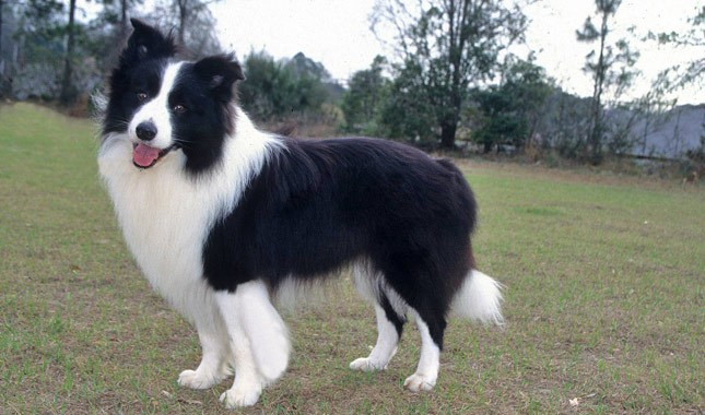 Noahpinion's tweet photo. Border collie, best dog https://t.co/6jm4syTktD