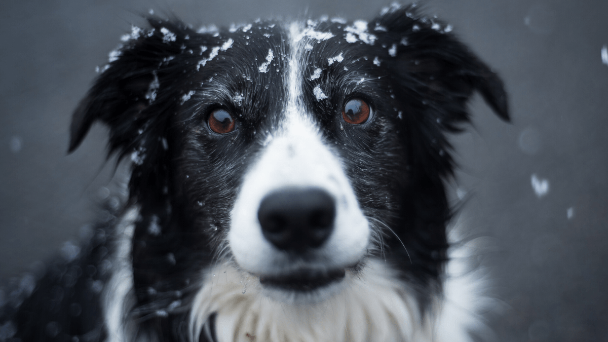 Noahpinion's tweet photo. Border collie, best dog https://t.co/6jm4syTktD