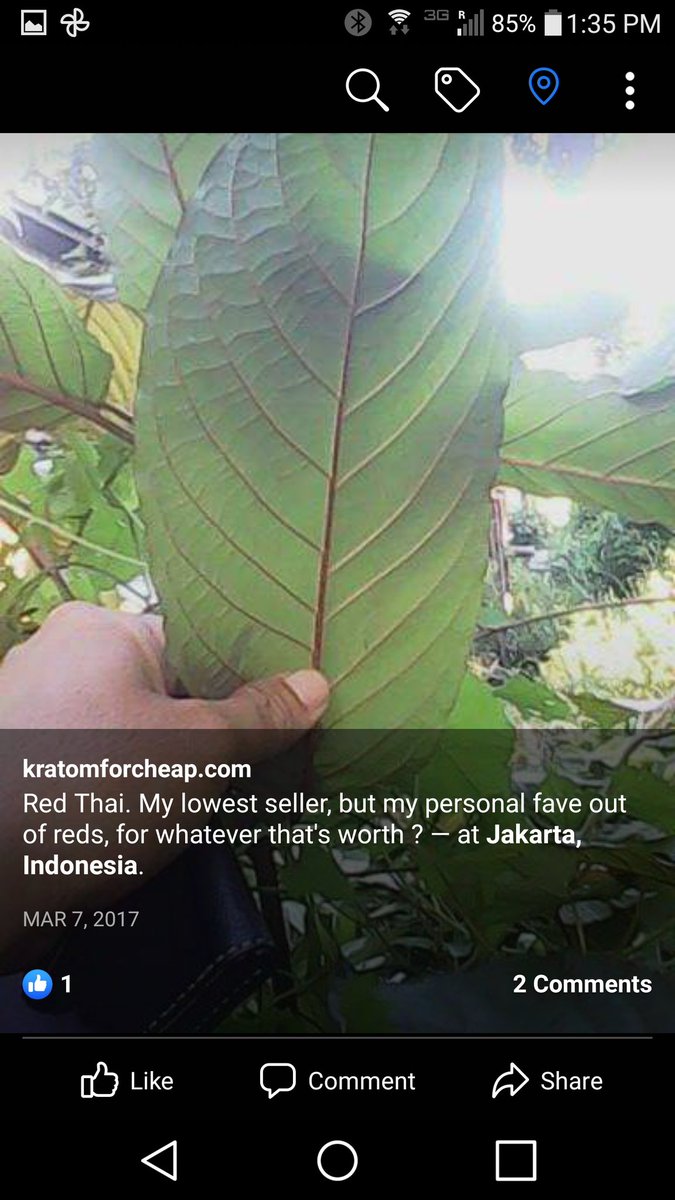 KratomForCheap's tweet image. Throwback time vessel,republishing photos of Ma Cheryl and I flying to Indo in 2017 to end FDA confiscation of product! Simply had to adjust documentation, which was difficult for us,much less our farmer! 
Those gangsters caused us so much loss 😪Racketeering in sheeps clothing!