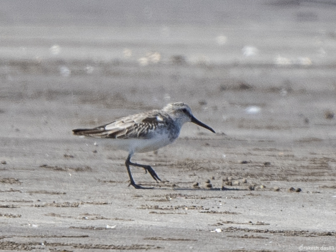 RakeshDas83's tweet photo. Broad-billed Sandpiper
Arnala Beach, Maharashtra
25 October 2021
#IndiAves #BirdsSeenIn2021  #birdphotography https://t.co/smkDsGj3on
