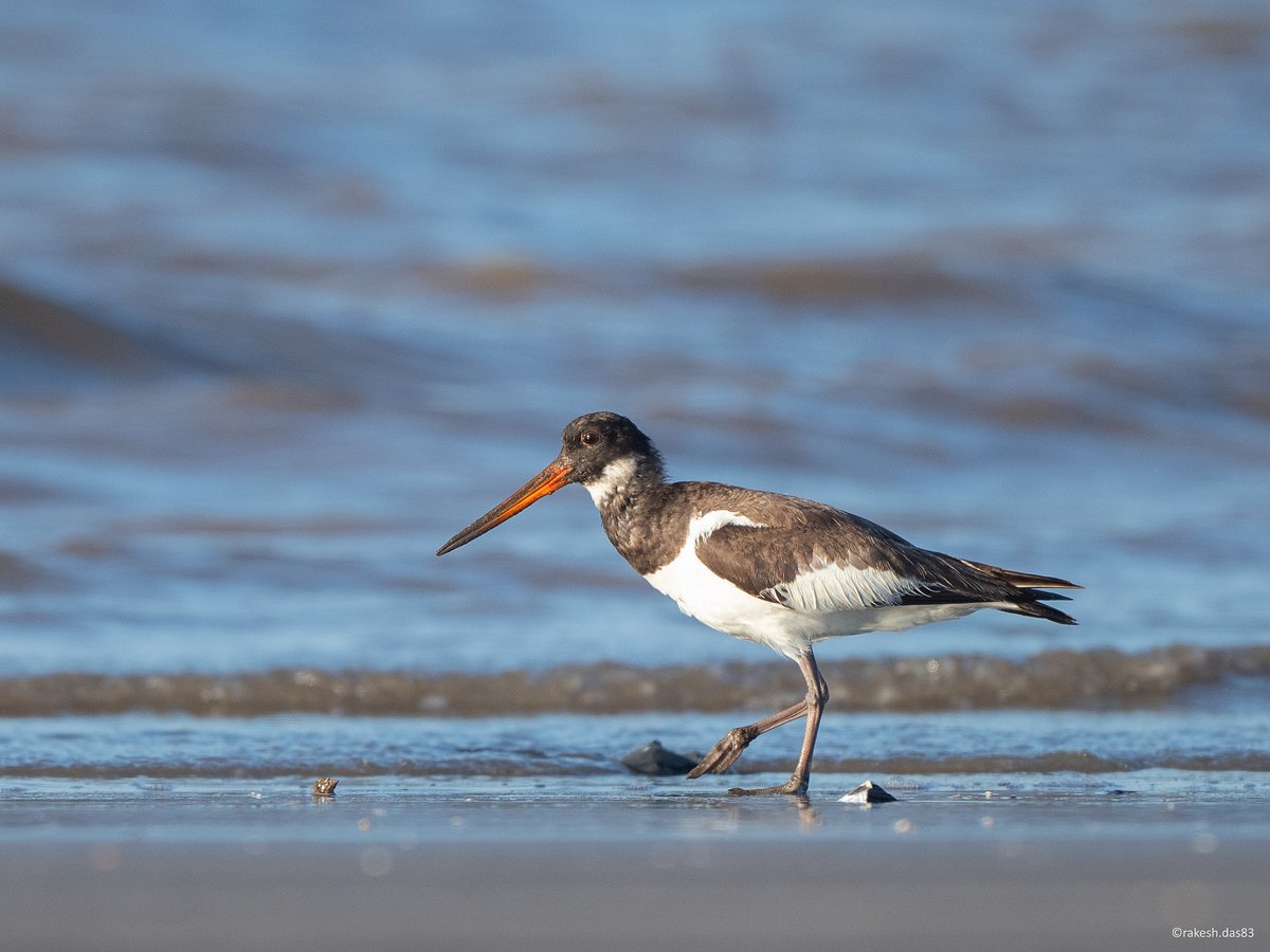 RakeshDas83's tweet photo. Eurasian Oystercatcher
Arnala Beach, Maharashtra
25 October 2021
#IndiAves #BirdsSeenIn2021  #birdphotography https://t.co/GNoe73ghjU