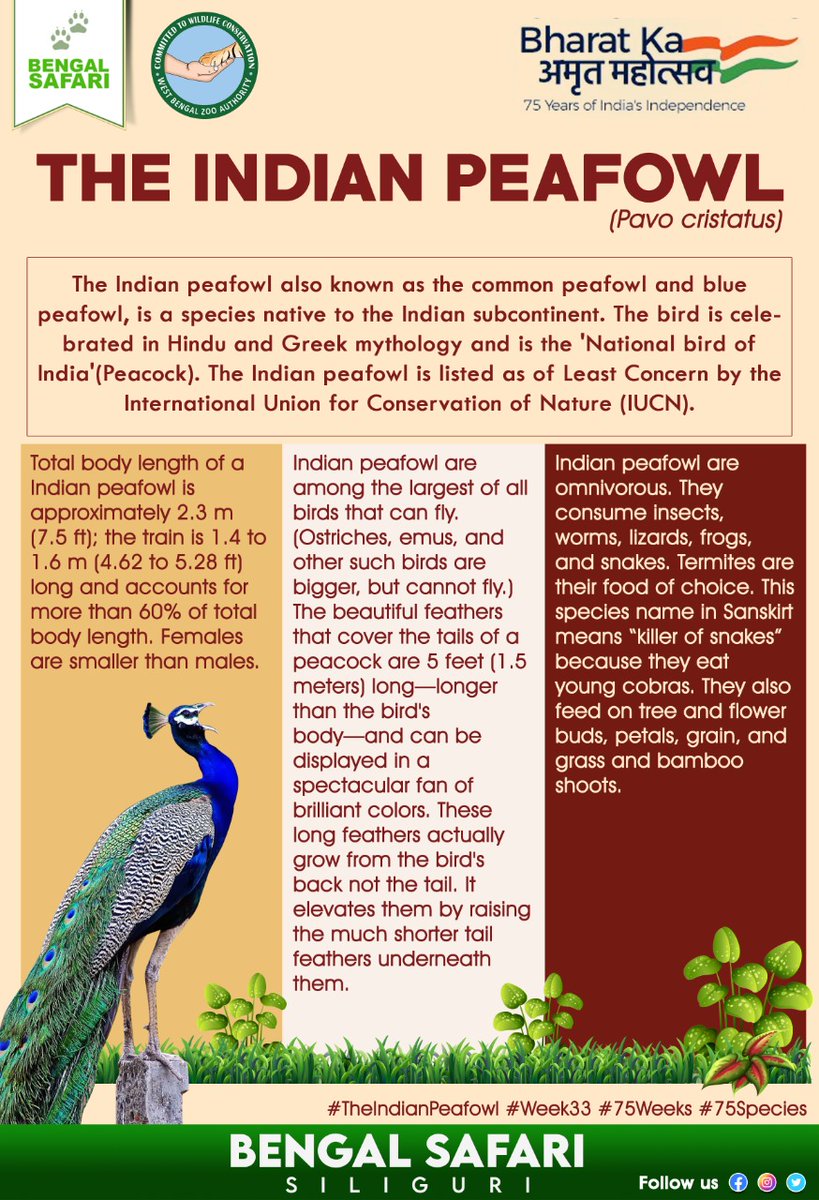 BengalSafari's tweet photo. Let's know about #TheIndianPeafowl ( Pavo cristatus).
#AmritMahotsav
#week33
#75weeks
#75species
#protectbiodiversity
#protectwildlife
#loveanimals
@CZA_Delhi
@moefcc
@waza
#wbzazoos
#BengalSafari https://t.co/l3m32WHG7o