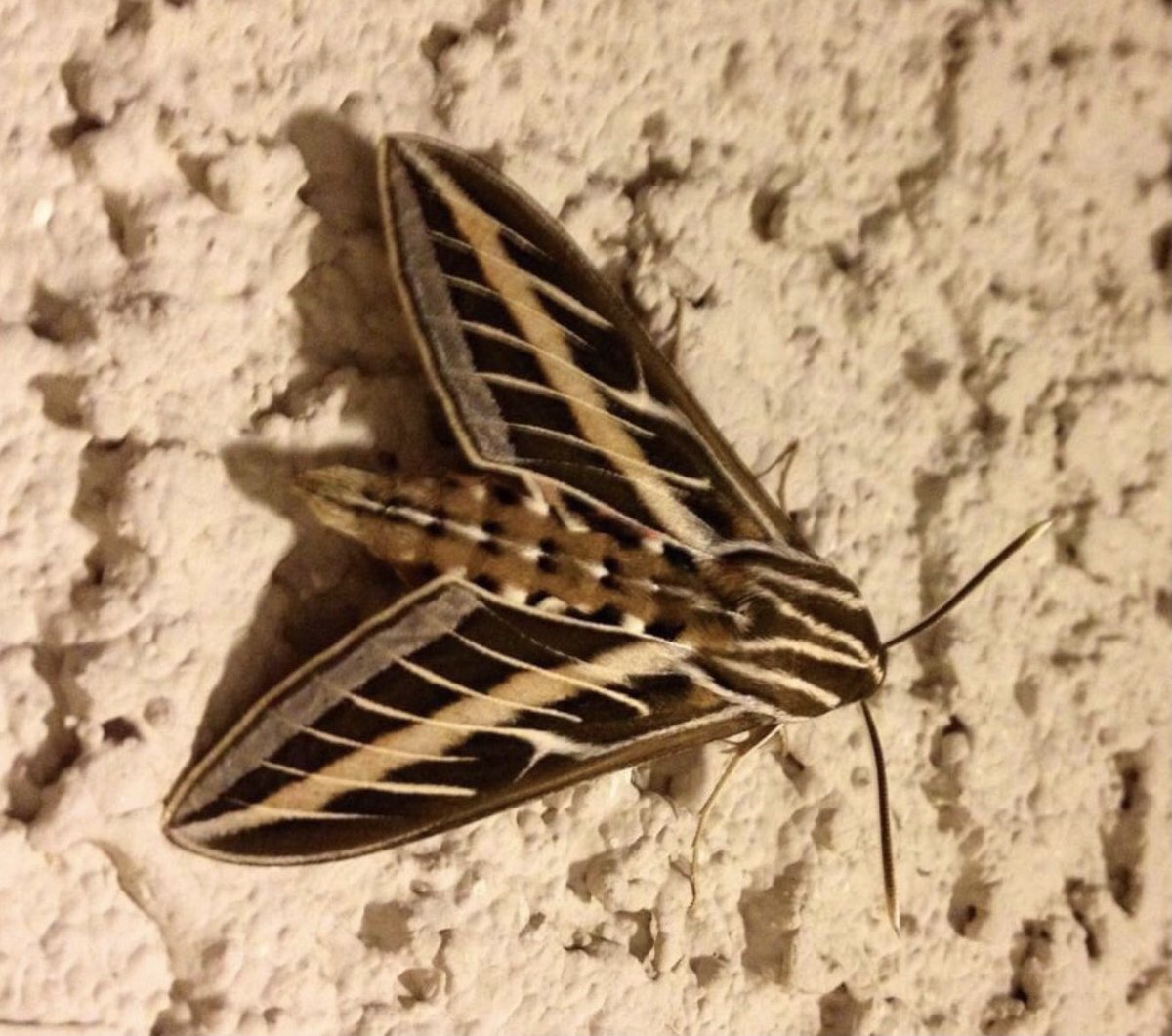 theufosecret's tweet photo. #moth #mothsofinstagram #moths #flyingcreature #mothra #flyingbug #flyinginsect #life #nature #nevada #alllivingthings #theufosecret https://t.co/7MdVJKUMsL