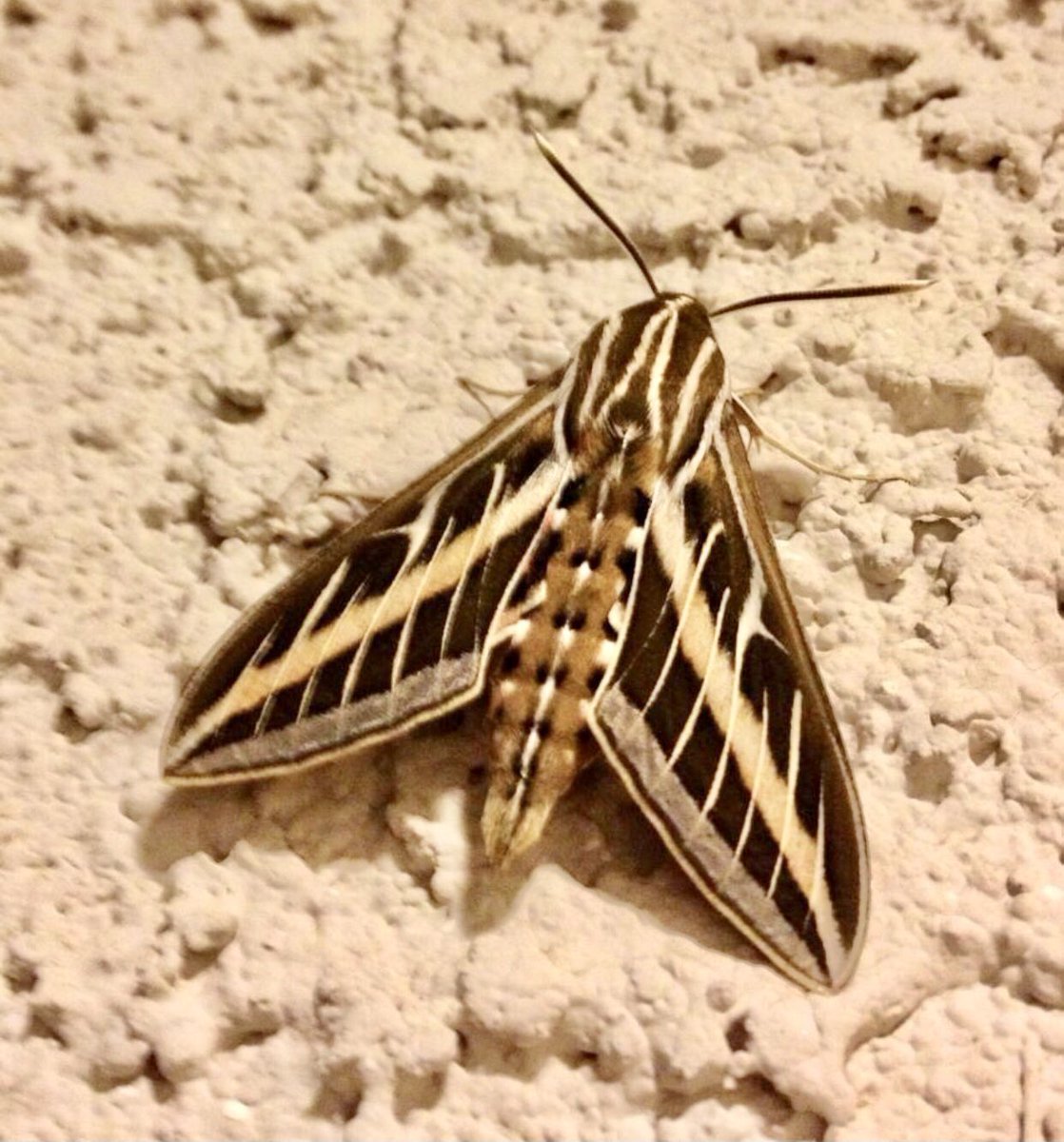 theufosecret's tweet photo. #moth #mothsofinstagram #moths #flyingcreature #mothra #flyingbug #flyinginsect #life #nature #nevada #alllivingthings #theufosecret https://t.co/7MdVJKUMsL