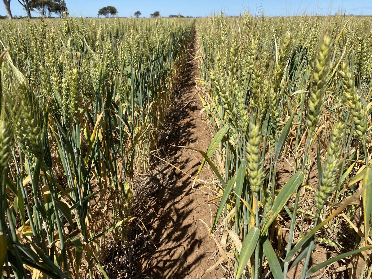 A deceptive crop at Culgoa. Big heads but most heads filling 2 wide on 30 cm spacings and 60 tillers per m row. 1.3 yield est