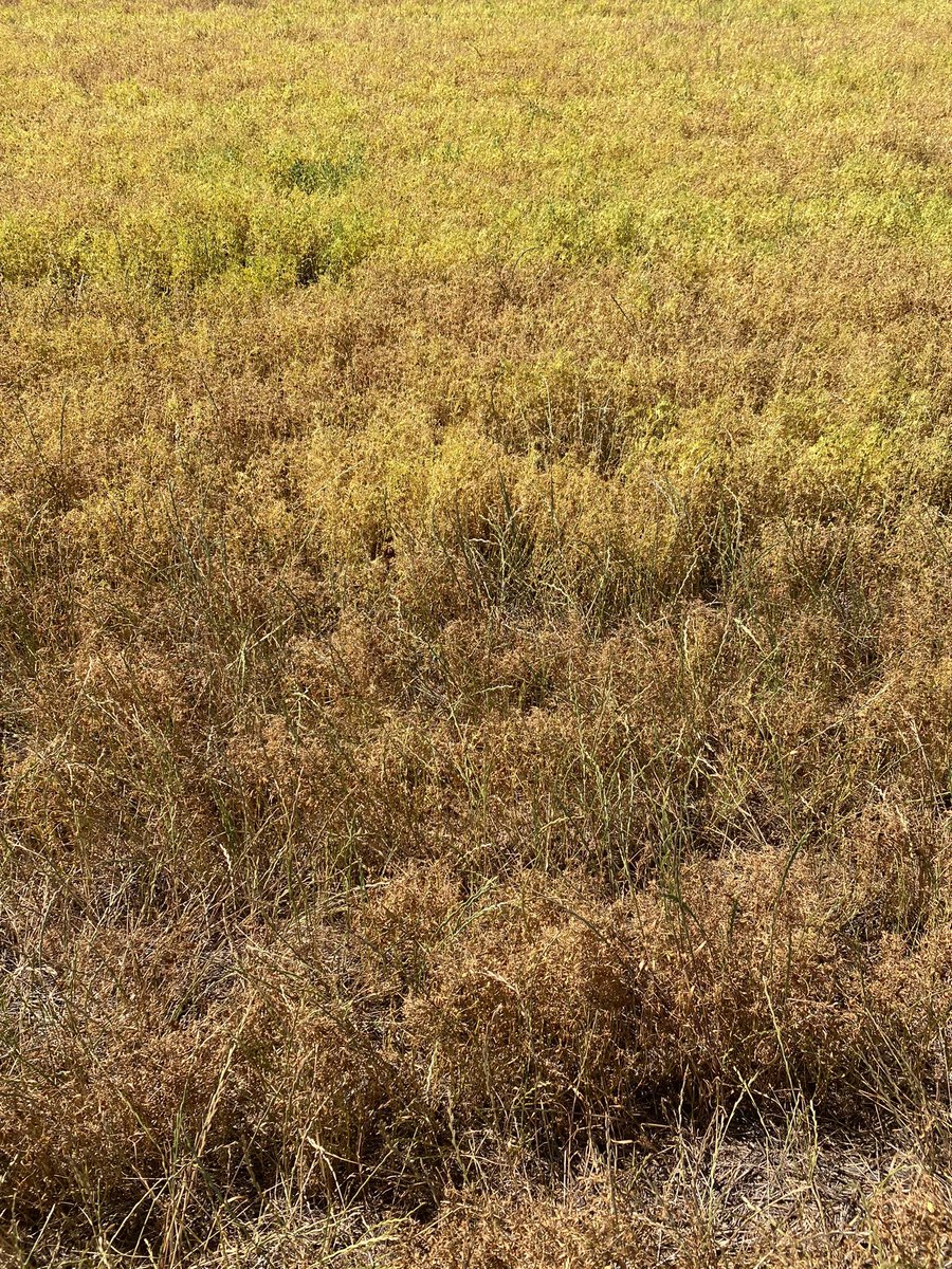 CropDoctor54's tweet photo. Farmer - “Ryegrass never competed with my crop, or robbed me of my yield”

Ryegrass - “Hold my beer” https://t.co/kXPjbz14CS