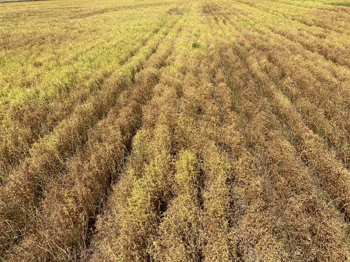 CropDoctor54's tweet photo. Farmer - “Ryegrass never competed with my crop, or robbed me of my yield”

Ryegrass - “Hold my beer” https://t.co/kXPjbz14CS