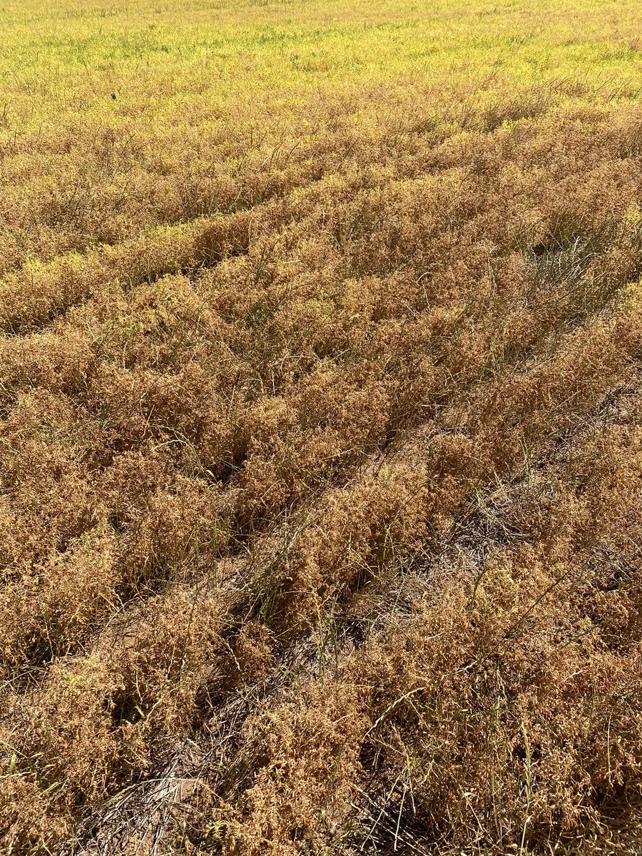 CropDoctor54's tweet photo. Farmer - “Ryegrass never competed with my crop, or robbed me of my yield”

Ryegrass - “Hold my beer” https://t.co/kXPjbz14CS