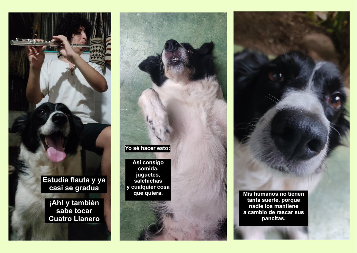 Natalyrodri24's tweet photo. Hola a todos 🤓
Venimos ofreciendo clases de música.
Info: 3182938039
Post de mi perrita para llamar la atención. https://t.co/7h7C9CtkMa