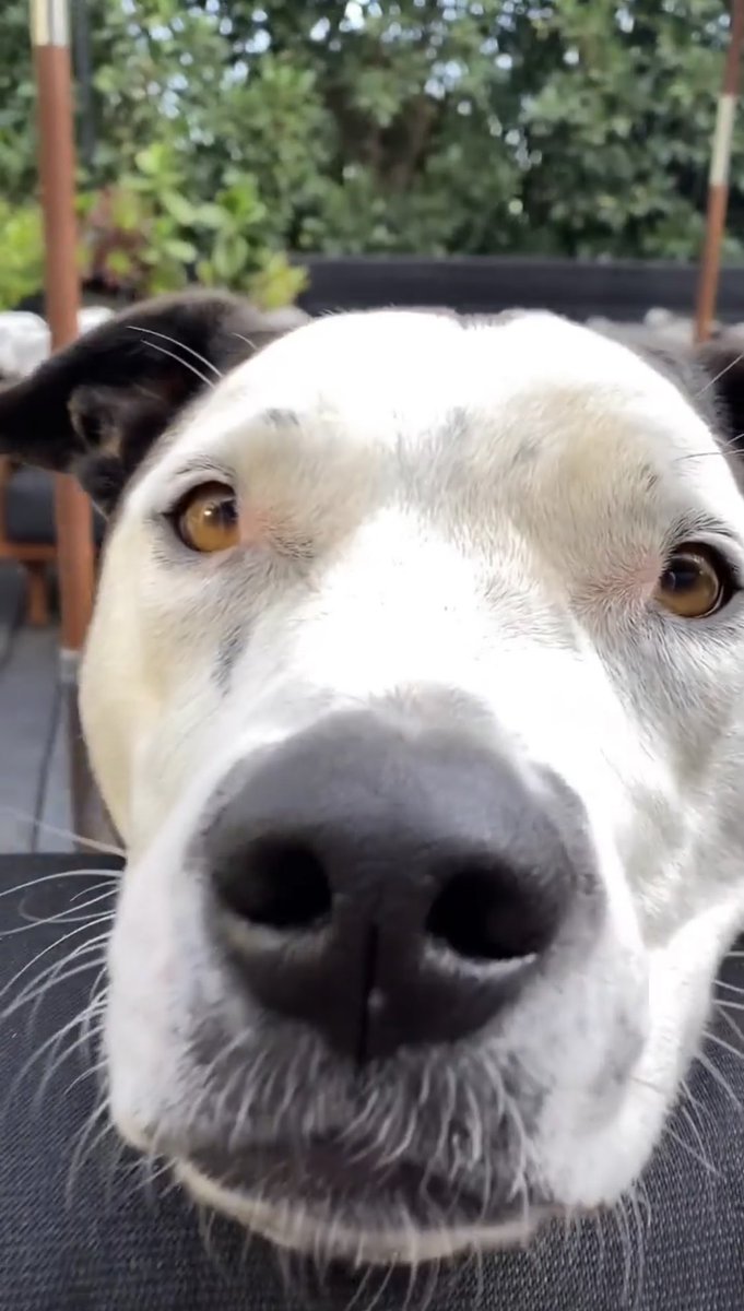 auustsna's tweet photo. I stan Nash🐾 https://t.co/QxSeKj2mWO