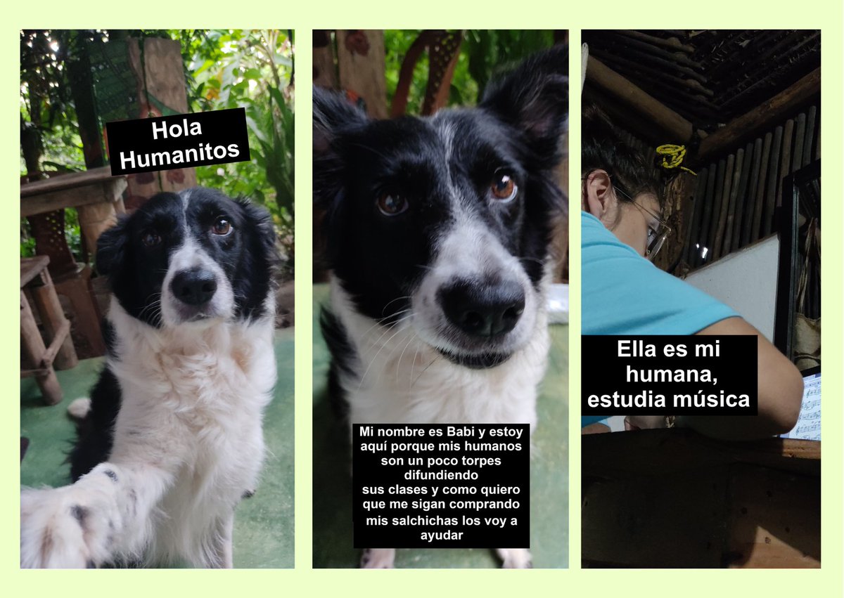 Natalyrodri24's tweet photo. Hola a todos 🤓
Venimos ofreciendo clases de música.
Info: 3182938039
Post de mi perrita para llamar la atención. https://t.co/7h7C9CtkMa