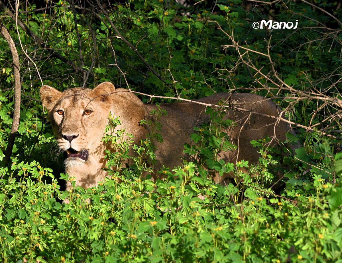 manojpandey66's tweet photo. #Royal #Lioness the best part of the #vacation. Just when we #thought that there will be no #sighting, she comes out of thick #foliage and made our day. 6 hours of hard work and back breaking #safari to interior of zone 6 #Gir #forest. Right kind of light too. #photography https://t.co/YUNX0ePxRH