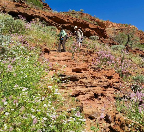 Kennedy Range National Park 🌸
#wildflowers #kennedyrangenationalpark