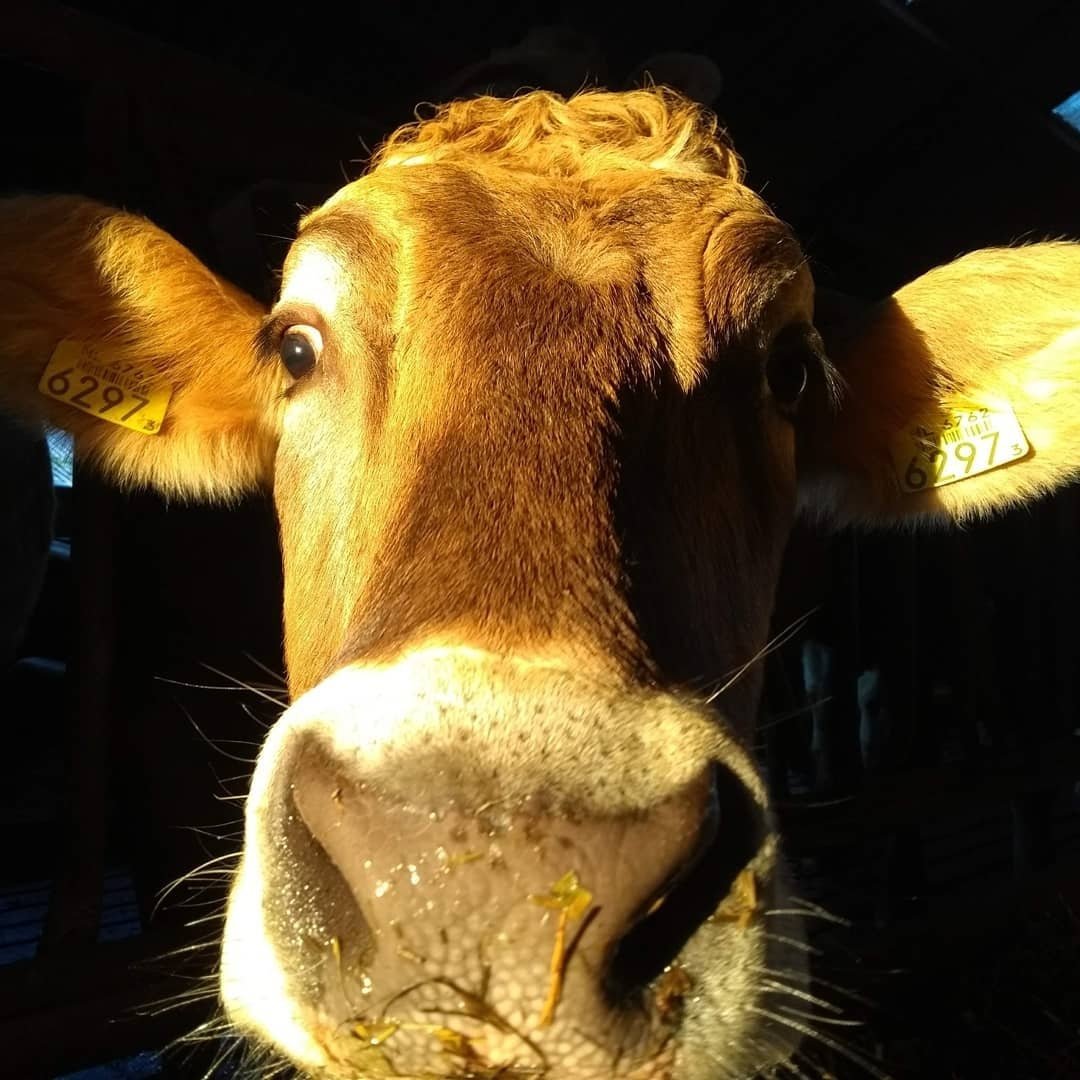 #Koeiemorgen!!! De afgelopen drie jaar ben ik elke werkdag begonnen met een koeiefoto!!! Vandaag is dat eventjes voor het laatst. Ik ga met de koeien biologisch dat betekent voor mij nog wat bijspijkeren. Dus even geen koeiemorgen meer maar voor mij een héél mooie uitdaging!!!