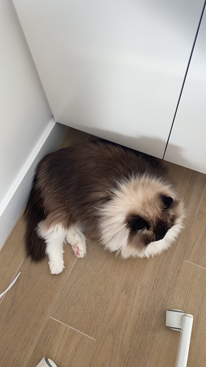 Dizzybusy2's tweet photo. Always love the corner 😂😂 #Caturday #CatsOfTwitter #catsofinstagram #Cute https://t.co/uzpGt18q1t