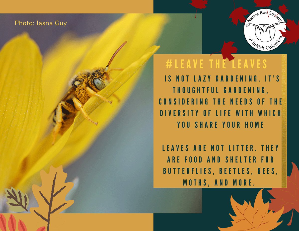 One of the most valuable things you can do to support pollinators and other invertebrates is to provide them with the winter cover they need.
Find out more at xerces.org/blog/leave-the…