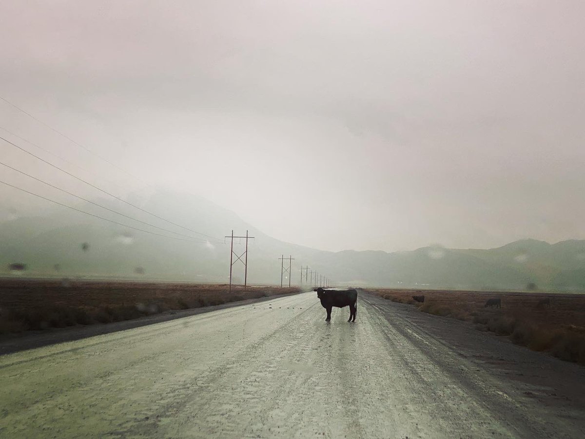 ChristinaErling's tweet photo. He didn’t care. #goaround #openrange https://t.co/4Mpa5B1eI5