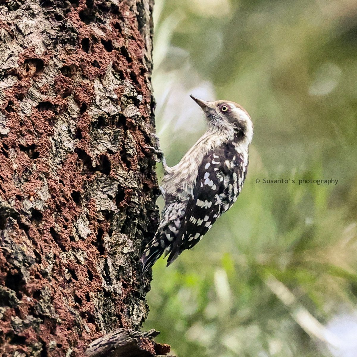 Brown-capped Pigmy Woodpecker 
Rajuguda bird's paradise, Koraput 
<a href="/dfo_jeypore/">DFO Jeypore</a> <a href="/dfokpt_ofs/">DFO, Koraput Circle</a> #birdphotography #IndiAves #BirdsSeenIn2021 #Odisha #birdsofindia