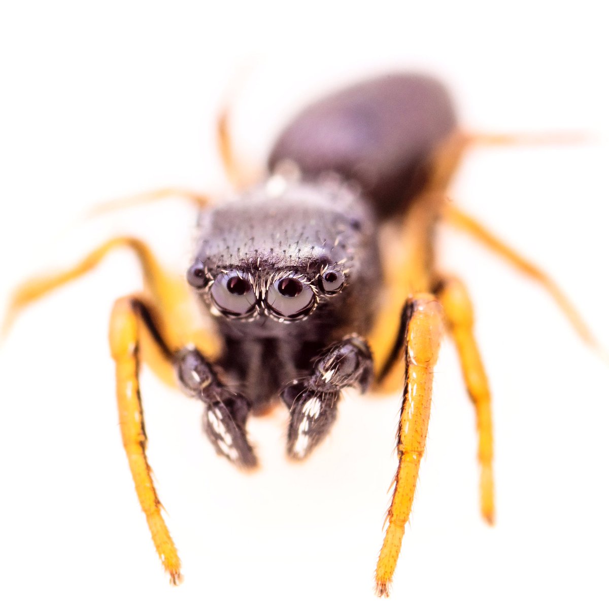 MondaySpider's tweet photo. Jumping spiders are the little brainiacs of the arthropod world. Here is a male Heliophanus camtchadalicus showing off his striking leg stripes. #salticidae #spider #macrophotography #heliophanus https://t.co/A6Fc519NS0
