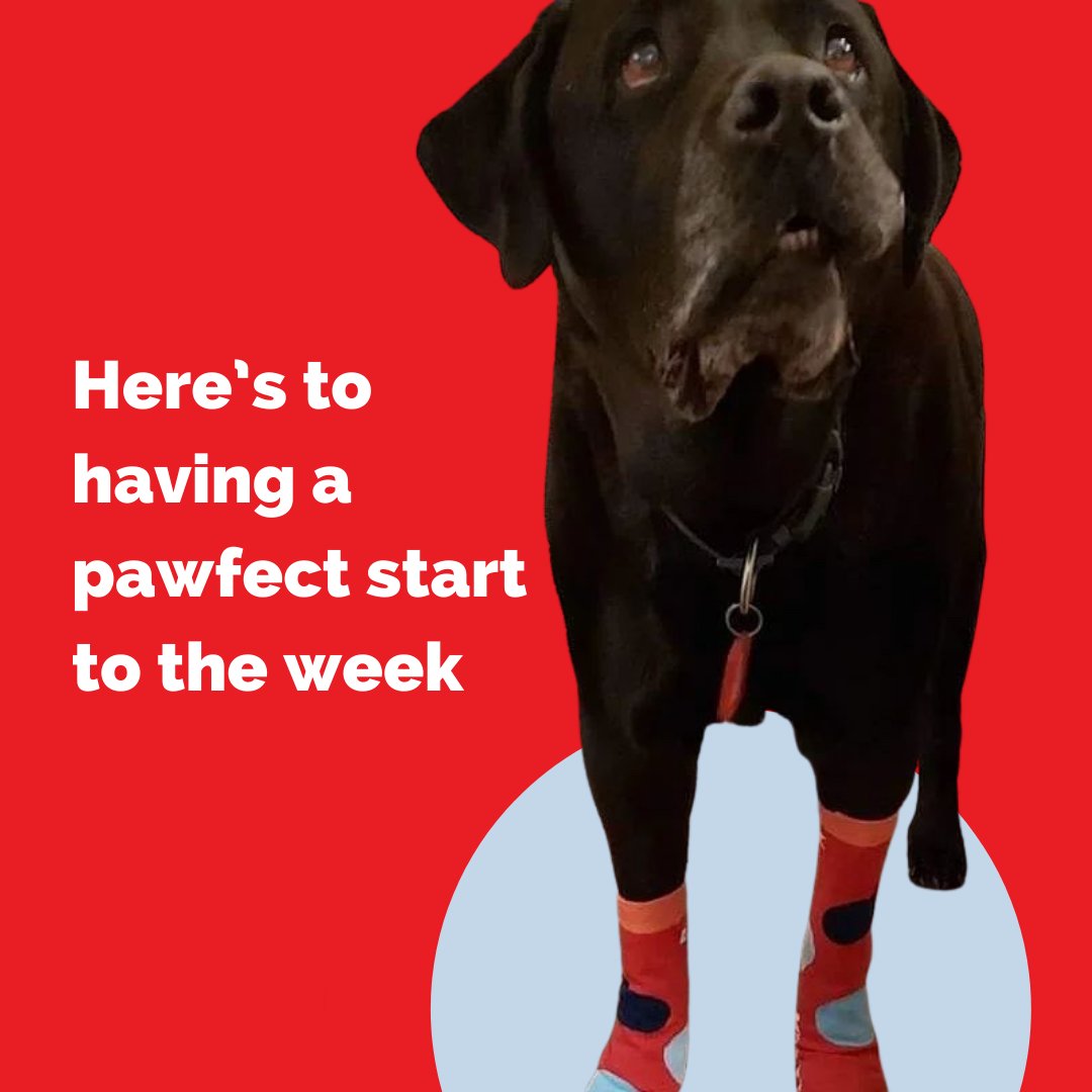 KidneyHealth's tweet photo. Here's to having a pawfect start to the week!
🐾
#KidneyHealth #RedSocksAppeal #Pawfect #MondayMotivation #Yougotthis https://t.co/y2TSfOTivp