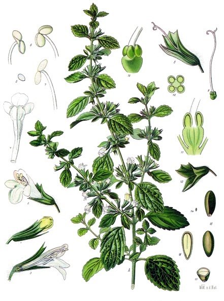 javierolisan's tweet photo. ¿Sabías qué? La melisa (Melissa Officinalis) tiene propiedades relajantes, es beneficiosa para el insomnio  dolores de cabeza y es antidepresiva. Gracias a su intenso olor a limón, además es un ideal repelente de mosquitos para niños. https://t.co/day7c2smJK