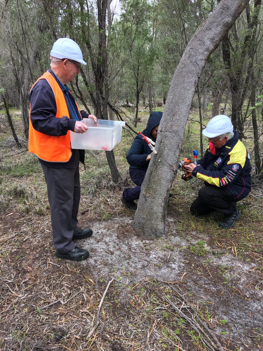 Leschenault CC (@leschenaultcc) on Twitter photo Can you lend a hand? The LCC are calling for volunteers this weekend to help inject phosphite in trees at risk of being affected by Phytophthora dieback at College Row School on Saturday morning. For all the details and to register email johnny.prefumo@leschenaultcc.org.au Can you lend a hand? The LCC are calling for volunteers this weekend to help inject phosphite in trees at risk of being affected by Phytophthora dieback at College Row School on Saturday morning. For all the details and to register email johnny.prefumo@leschenaultcc.org.au