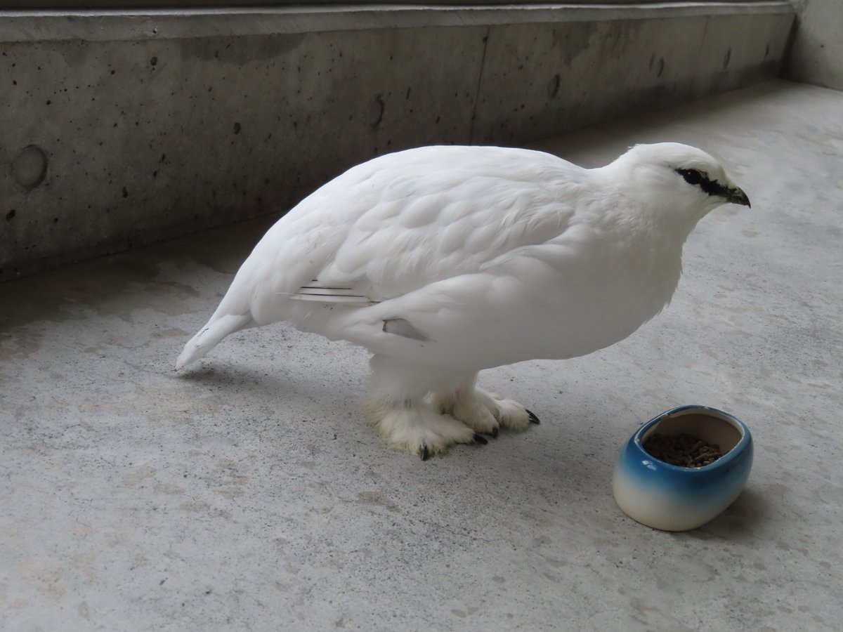 タグ Svalbardrockptarmigan の注目ツイート メガとんトラック