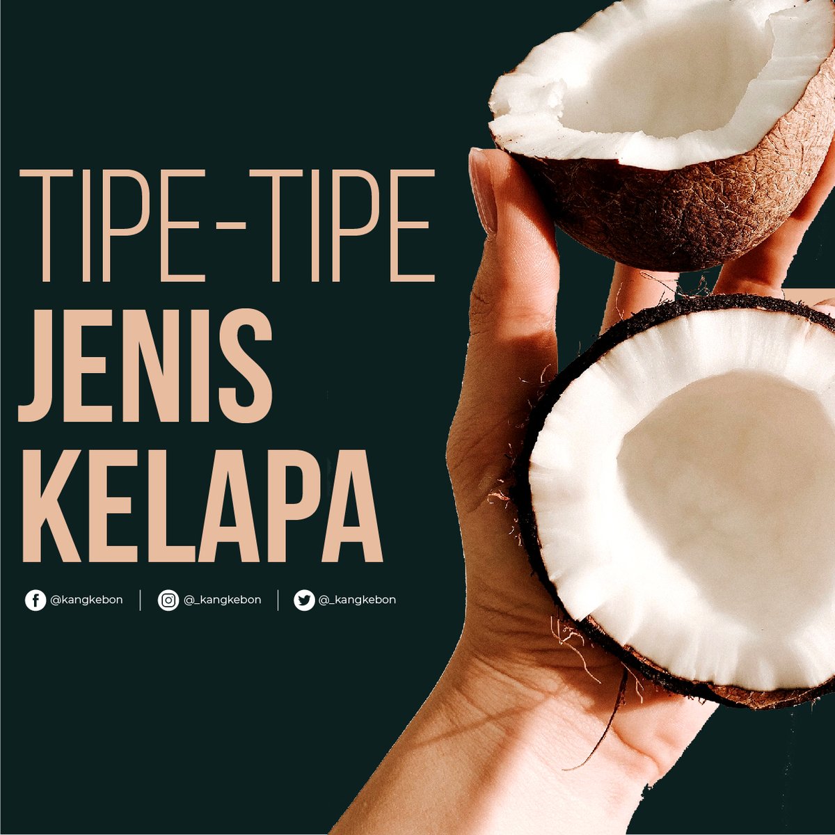 _kangkebon's tweet photo. Kelapa adalah salah satu komoditas perkebunan yang mempunyai peranan sangat penting dalam perekonomian nasional, dengan hasil utamanya adalah kopra.

#kelapa #indonesia #komoditasperkebunan #perkebunan #pertanian https://t.co/xuyhVYr2jm
