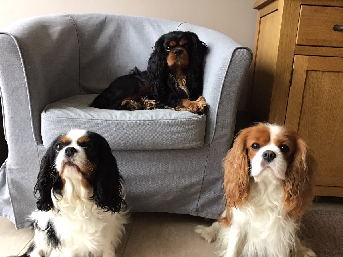 sbabymonica's tweet photo. @PetsatHome My Three Musketeers 🥰 https://t.co/ULnTKQwiAG