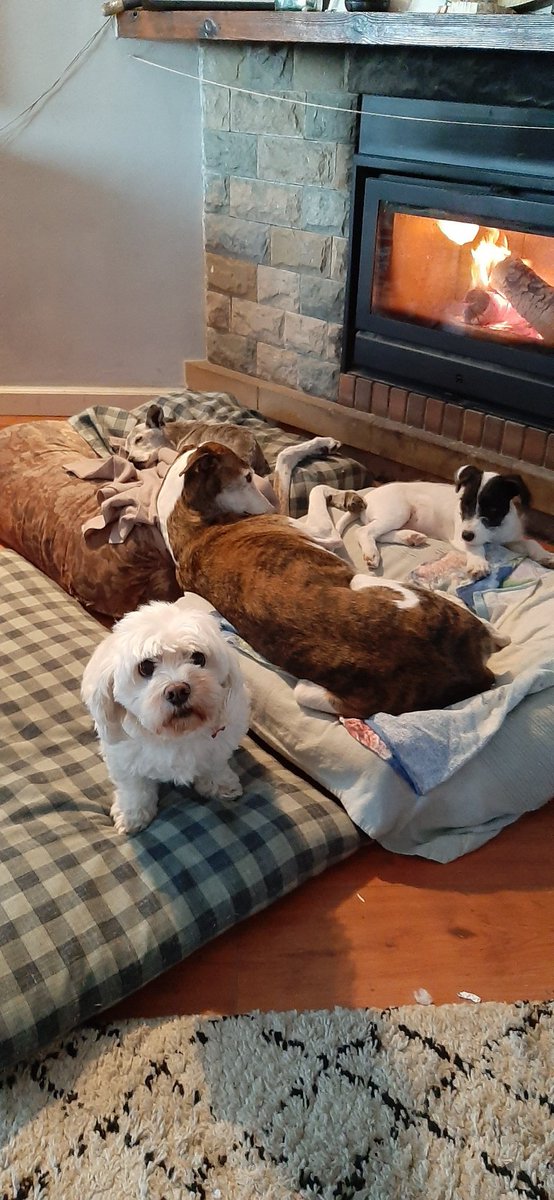 Bon dia gent bonica
Matinades a tocar de la gelada, toca buscar el caliu del foc i dels amics. Moments màgics on 4 esperits bonics demostren que poquet fa falta per estar bé. Feliç❤
Bona setmana per tothom. Estimeu molt😘😘😘🐾🐾🐶🐶