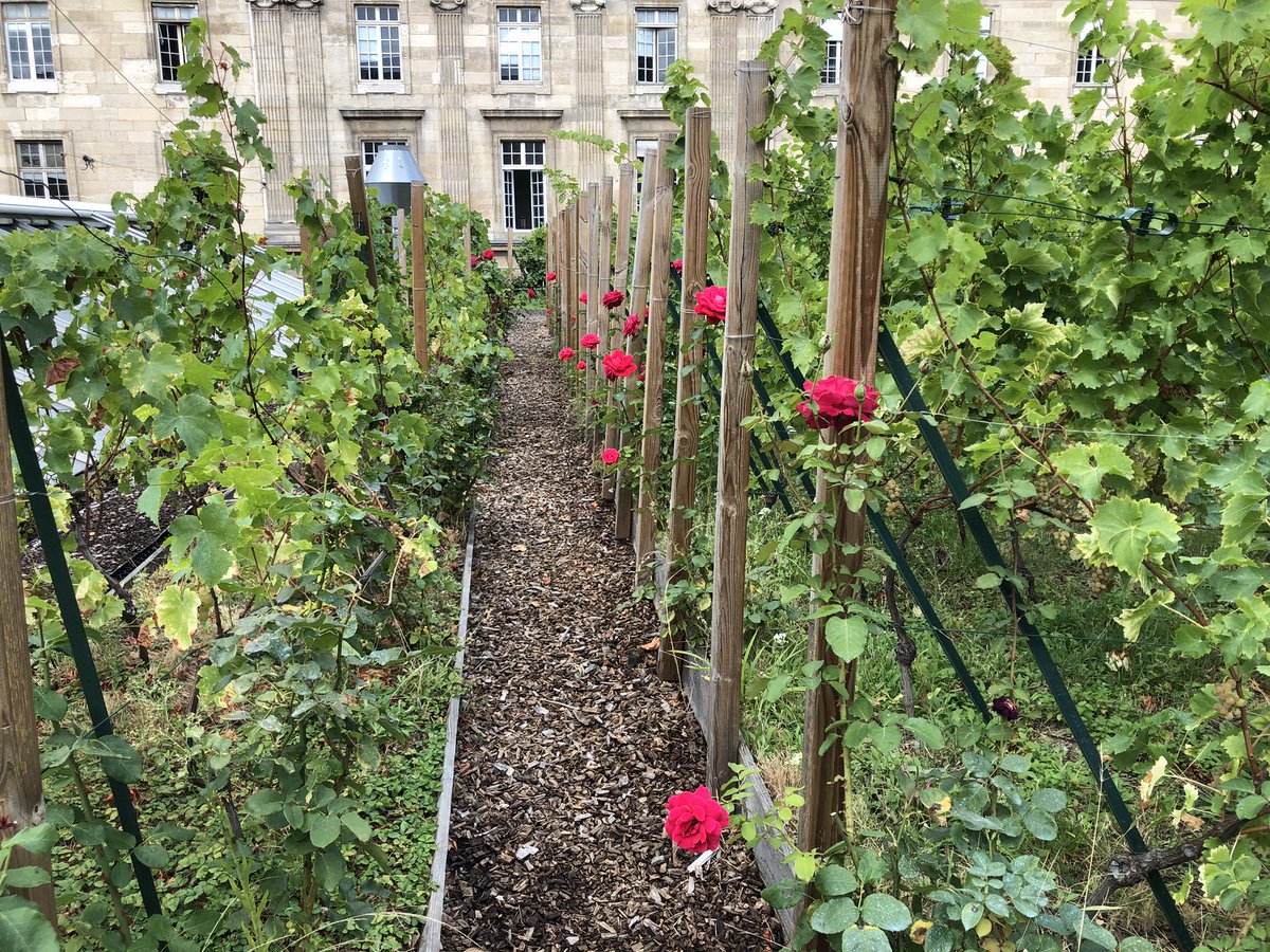 UrbAgri's tweet photo. Belles vendanges cette année sur nos vignes dans le 4eme arrondissement, rue de Lobau-Place Baudoyer, Paris. 
Merci à tous les participants pour leur bonne humeur et ce moment de convivialité. 🍇 https://t.co/UNVFo8HQXu