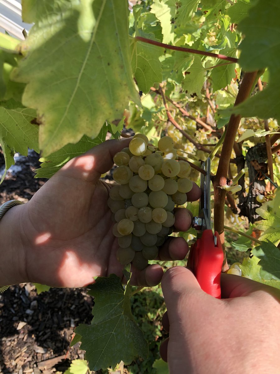 UrbAgri's tweet photo. Belles vendanges cette année sur nos vignes dans le 4eme arrondissement, rue de Lobau-Place Baudoyer, Paris. 
Merci à tous les participants pour leur bonne humeur et ce moment de convivialité. 🍇 https://t.co/UNVFo8HQXu