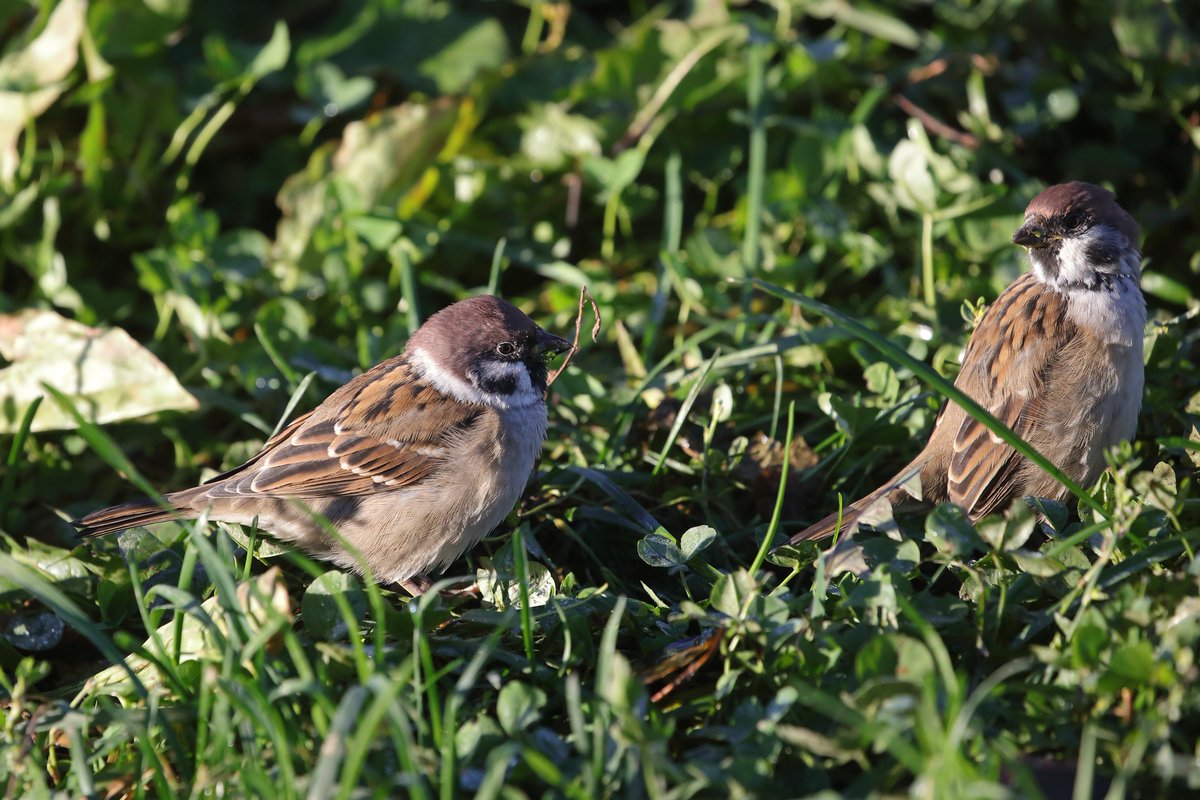 Tree Sparrows, a bird I've never seen in Devon yet my brother has them on his allotment in the North East. These where in Helsinki where they seem to be everywhere. Lovely little birds. https://t.co/iNFebsIKA1