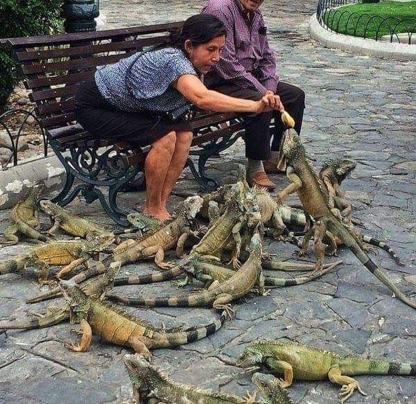 GhinaNahfawi's tweet photo. In some countries elderly ladies feed #pigeons 🕊 but not in #Ecuador 🦎😋 https://t.co/fG38BfW224