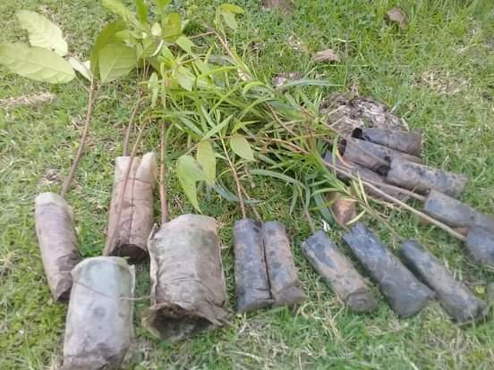 MourineAsiimwe's tweet photo. No one told me but I personally realised total extinction of #NativeTrees in my community & in other areas
That's why I decided to plant typical indigenous tree species #ActNow #Restoration
#stopdefforestation
#savetrees
#ClimateAction #PracticalClimateActivism https://t.co/u5MhD1ejKI