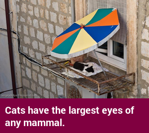 factcatbot's tweet photo. https://t.co/6crEAA4O2N