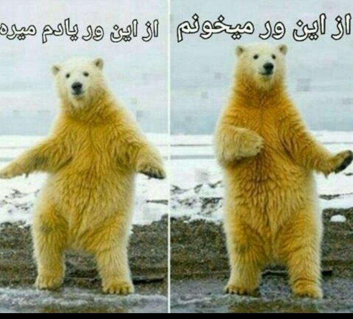 Mohammadmgh414's tweet photo. @_souldark_FK وااای چ عکسی☹😂 https://t.co/H1bJPJXsIt