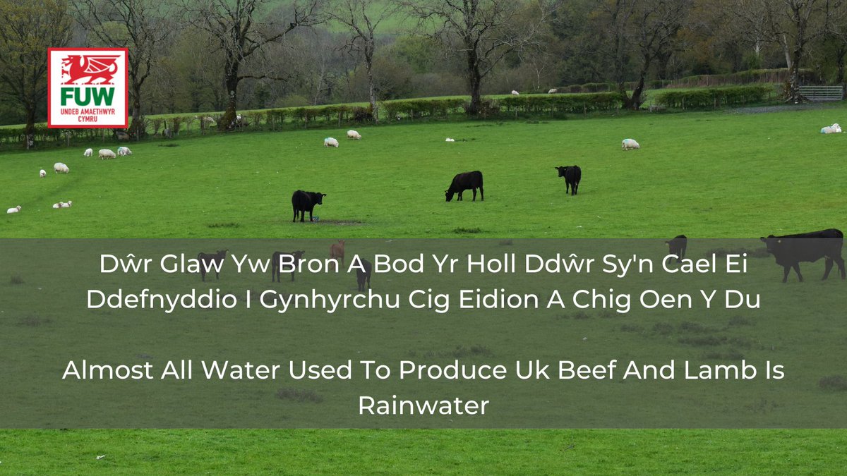 Rainwater makes up around 90% of the water needed to produce red meat and dairy in Britain, which is convenient seeing as we get so much rain!